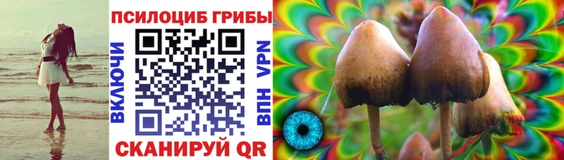 Купить закладки  Тында  Галлюциногенные грибы Psilocybine cubensis 